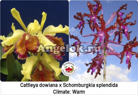 фото Каттлея (Cattleya dowiana x Schomburgkia splendida) от магазина магазина орхидей Ангелок