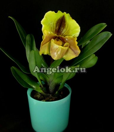 фото Пафиопедилум Липпивандер (Paphiopedilum Lippewunder) от магазина магазина орхидей Ангелок