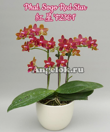 фото Фаленопсис (Phalaenopsis Sogo Red Star) Тайвань от магазина магазина орхидей Ангелок