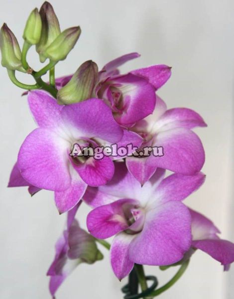 Дендробиум фаленопсис (Dendrobium Summer Candy)