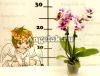 Фаленопсис мини (Phalaenopsis Sogo Jessica)