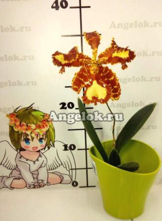 фото Психопсис (Psychp. Mariposa 'Special') Тайвань от магазина магазина орхидей Ангелок