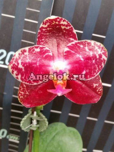фото Фаленопсис (P.AL Hannover Sun Red) Тайвань от магазина магазина орхидей Ангелок