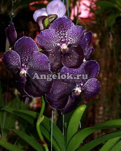фото Ванда (V.Robert Delight 'Black') Тайвань от магазина магазина орхидей Ангелок