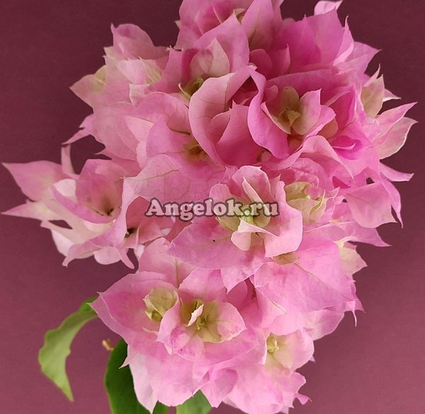 фото Бугенвиллия (Bougainvillea Pagoda Pink) черенок от магазина магазина орхидей Ангелок