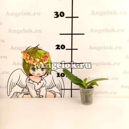Фаленопсис детка (Phalaenopsis Sunny Angel)