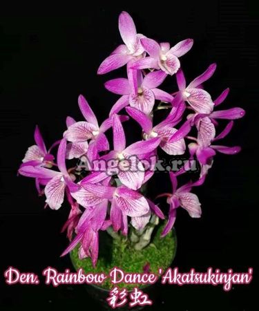 фото Дендробиум (Den. Rainbow Dance 'Akatsukinjan') Тайвань от магазина магазина орхидей Ангелок