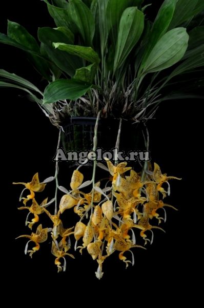 фото Стангопея Йениша (Stanhopea jenischiana) от магазина магазина орхидей Ангелок
