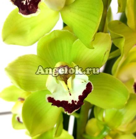 фото Цимбидиум (Cymbidium Green Rock) зеленый от магазина магазина орхидей Ангелок