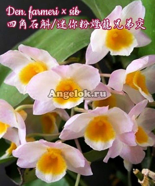 фото Дендробиум Фармера (Den. farmeri × sib) Тайвань от магазина магазина орхидей Ангелок