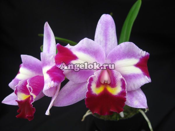 фото Каттлея (Rlc.Chief Buterfly) Тайвань от магазина магазина орхидей Ангелок