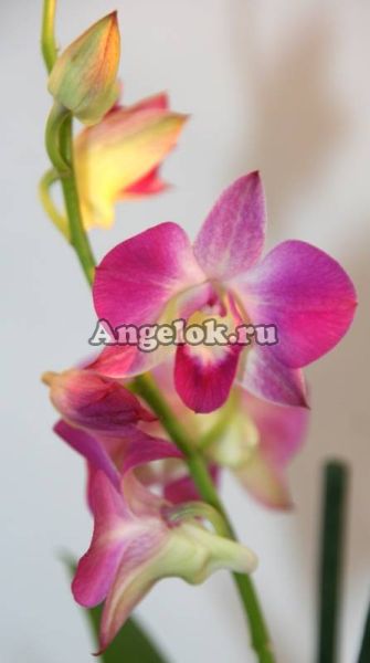 фото Дендробиум фаленопсис (Dendrobium Phalaenopsis ) d-08 от магазина магазина орхидей Ангелок