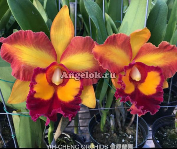 фото Каттлея (Blc. Chunyeah '10') Тайвань от магазина магазина орхидей Ангелок