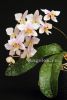 фото Фаленопсис (Phalaenopsis schilleriana x stuartiana) Тайвань от магазина магазина орхидей Ангелок