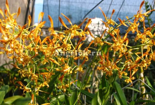 фото Дендробиум Тангеринум (Den.tangerinum) Тайвань от магазина магазина орхидей Ангелок