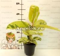 фото Фикус Эластика вариегатный Шривериана (Ficus elastica cv. 'Schriveriana') от магазина магазина орхидей Ангелок