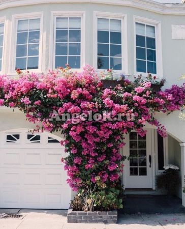 фото Бугенвиллия (Bougainvillea Alexandra) от магазина магазина орхидей Ангелок