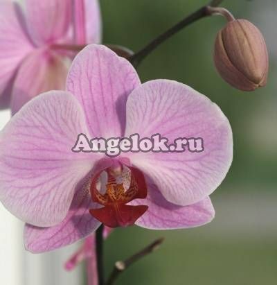 фото Фаленопсис (Phalaenopsis Dion Red Lip) от магазина магазина орхидей Ангелок