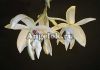 фото Стангопея (Stanhopea grandiflora) детка от магазина магазина орхидей Ангелок