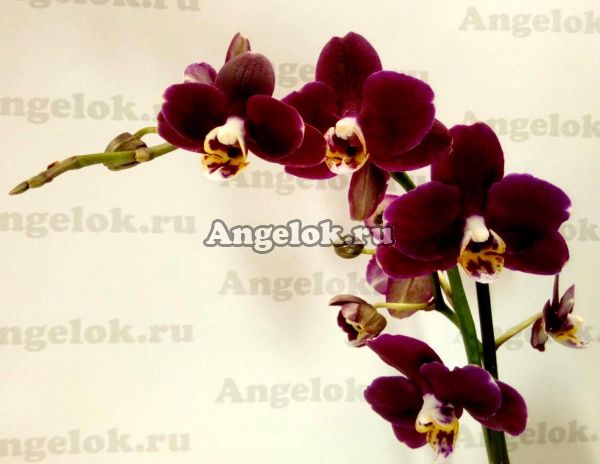 фото Фаленопсис Дебора (Phalenopsis Debora) от магазина магазина орхидей Ангелок