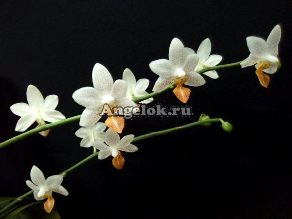 фото Фаленопсис Мини Марк (Phalaenopsis Mini Mark) Тайвань от магазина магазина орхидей Ангелок