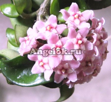 фото Хойя компакта (Hoya carnosa compacta) черенок от магазина магазина орхидей Ангелок