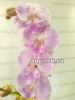 фото Фаленопсис Биг Лип (Phalaenopsis Yu Pin fire works) от магазина магазина орхидей Ангелок