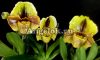 фото Пафиопедилум Липпивандер (Paphiopedilum Lippewunder) от магазина магазина орхидей Ангелок