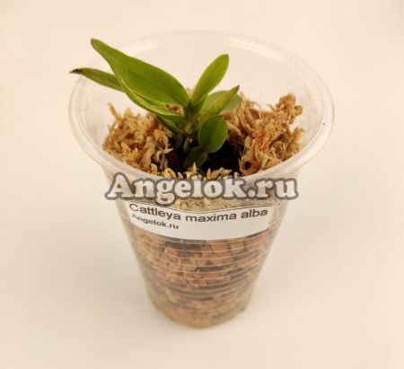фото Каттлея Максима (Cattleya maxima alba) детка от магазина магазина орхидей Ангелок