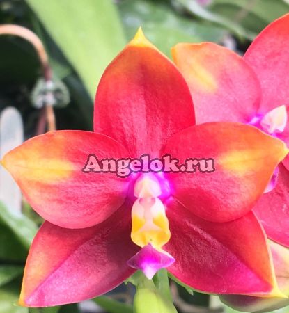 фото Фаленопсис (Phalaenopsis Hawaii Dragon Girl) детка от магазина магазина орхидей Ангелок