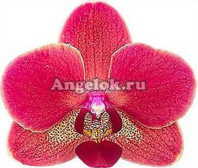 фото Фаленопсис Бриллиантовый король (Diamond king) детка от магазина магазина орхидей Ангелок