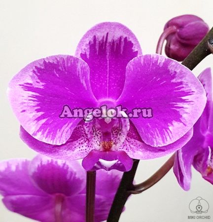 фото Фаленопсис (Phalaenopsis Queen Beer 'Splash') от магазина магазина орхидей Ангелок