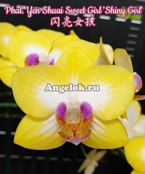 Фаленопсис (Phalaenopsis Yen Shuai Sweet Girl 'Shiny Girl') Тайвань