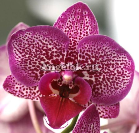 Фаленопсис (Phalaenopsis ) ph-60