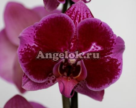 фото Фаленопсис (Phalaenopsis Purple Sky) от магазина магазина орхидей Ангелок