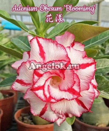 фото Адениум (Adenium obesum Blooming) от магазина магазина орхидей Ангелок