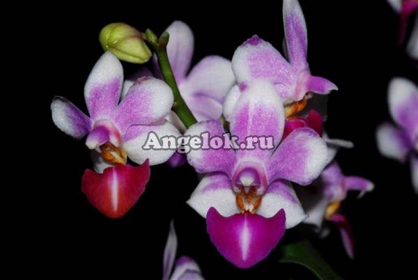 фото Фаленопсис (Phalaenopsis Anna-Larati Soekardi) Тайвань от магазина магазина орхидей Ангелок