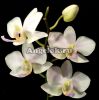 фото Фаленопсис детка (Phalaenopsis Hatuyuki) Тайвань от магазина магазина орхидей Ангелок