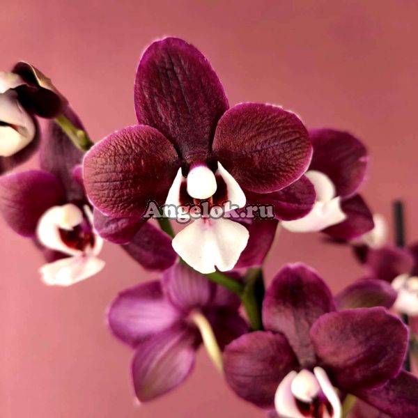 фото Фаленопсис Каода Твинкл (Phalaenopsis Kaoda Twinkle 'Chocolate Drops') от магазина магазина орхидей Ангелок