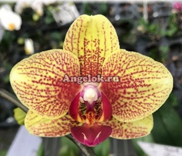фото Фаленопсис (Phalaenopsis Brazil '64206') от магазина магазина орхидей Ангелок