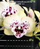 Фаленопсис детка (Phalaenopsis Miki Golden Treasure '515') Тайвань