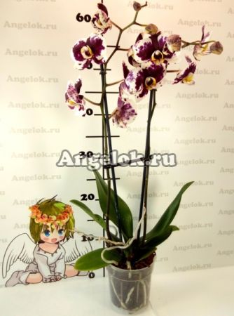Фаленопсис (Phalaenopsis ) ph-89