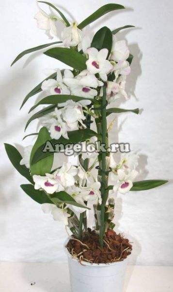 фото Дендробиум нобиле (D.nobile Winter Sparkle) от магазина магазина орхидей Ангелок