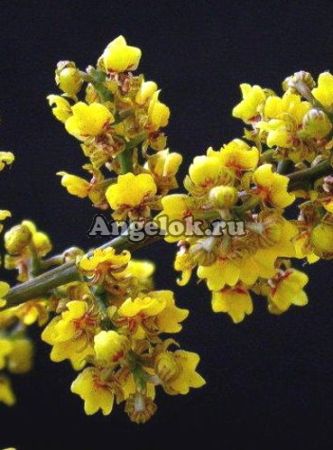 фото Онцидиум пумилиум (Onc.pumilum) от магазина магазина орхидей Ангелок