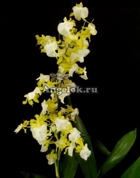 фото Онцидиум (Oncidium Pupukea Sunset alba) от магазина магазина орхидей Ангелок