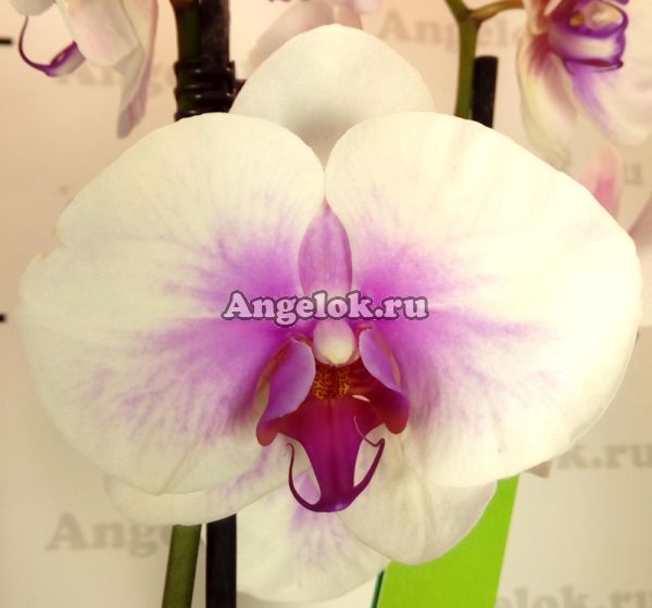 фото Фаленопсис (Phalaenopsis ) ph-08 от магазина магазина орхидей Ангелок