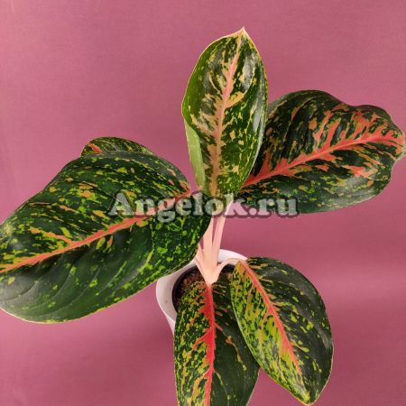 фото Аглаонема (Aglaonema Boxing) от магазина магазина орхидей Ангелок