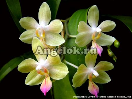 фото Фаленопсис Javalin (Phalaenopsis lindenii x javanica) от магазина магазина орхидей Ангелок