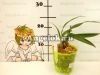 Целогина гребенчатая (Coelogyne cristata) детка
