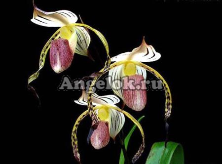 фото Пафиопедилум (Paph.stonei) от магазина магазина орхидей Ангелок